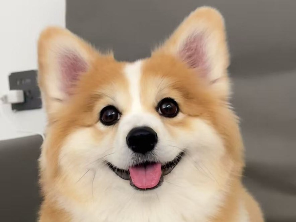 Warm pet memorial video keepsake preview